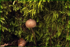 45436655995_36bce067ec_o.png