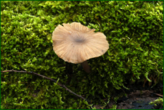 45989899064_0b84fb123e_o.png