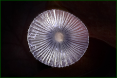 31941541728_946574e2e4_o.png