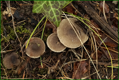 32740767998_86878d1ffc_o.png