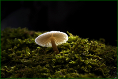 45700591065_a7297d1e02_o.png