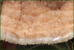 45700576215_f2359ab035_o.png