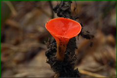 47049954531_503cb0f78b_o.png