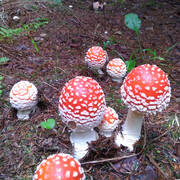 IMG-20190721-WA0012.jpg