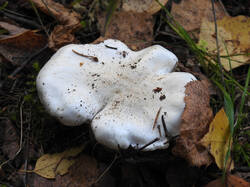 DSCN2039.jpg