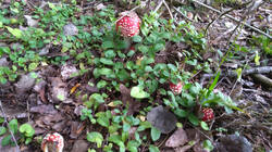 IMG-20190714-WA0002.jpg