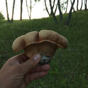 IMG-20190607-050402.jpg