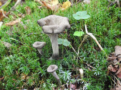 DSCN0972.jpg