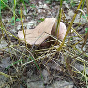 IMG-20190606-165853.jpg