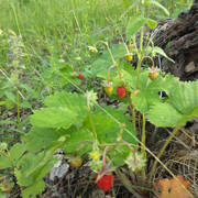 IMG-20190603-071945.jpg