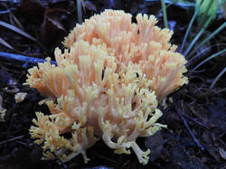DSCN0660.jpg