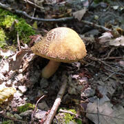 IMG-20190722-125240.jpg