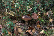 IMG-0677.jpg