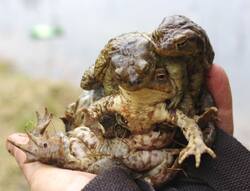 toads-m.jpg