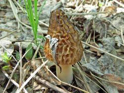 14239250_300.jpg