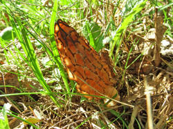 14248165_300.jpg