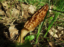 14248268_300.jpg