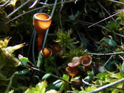 14260390_300.jpg