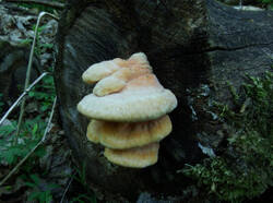 14264617_300.jpg