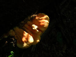 14277526_300.jpg
