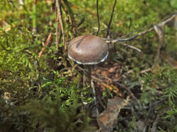 14565306_300.jpg