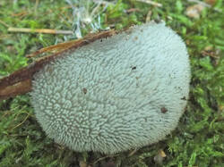 14577028_300.jpg