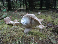 0_163bfa_481639a0_M.jpg