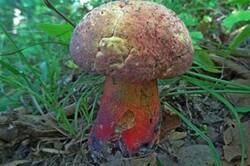 0_1cb4dd_433c8087_M.jpg