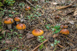0_a52b3_c053a961_M.jpg