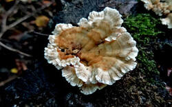 0_1cd77e_bd79273e_M.jpg