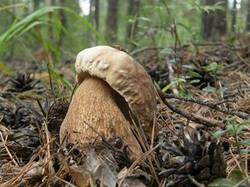 0_c2fc1_57033d7f_M.jpg