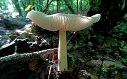 0_1532b6_70b1a2c1_M.jpg