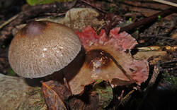 0_1cd776_40d7037a_M.jpg