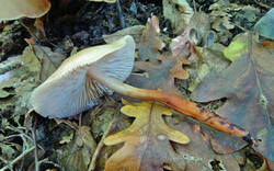 0_1cd793_d6276cf8_M.jpg