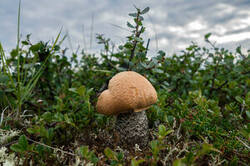 0_1c6956_21f67f56_M.jpg