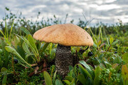 0_1c6957_449f8783_M.jpg