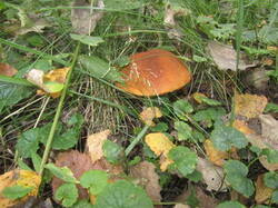 0_13fc80_635f2643_M.jpg