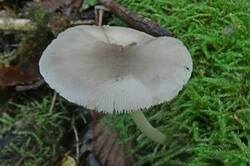 0_1cd911_55502412_M.jpg