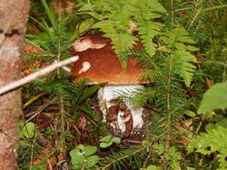 0_ceb5b_68b851a1_M.jpg