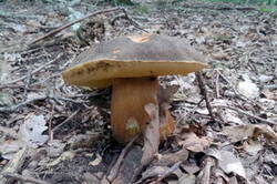 0_12b246_bb18425e_M.jpg