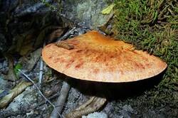 0_1316aa_9e038541_M.jpg