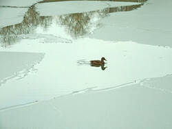 0_11ce09_b7679cc2_M.jpg