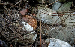 0_164d36_738203e7_M.jpg