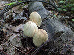 0_c7047_963d2aae_S.jpg