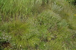0_168e1b_c8b1c938_M.jpg
