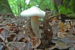 0_1bfc07_781ee7a1_M.jpg