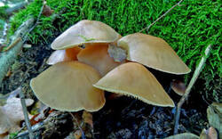 0_1cd792_524044d7_M.jpg
