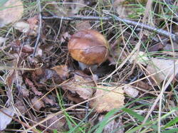 0_1411ea_830c17e6_M.jpg