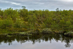 0_1c3615_782b126f_M.jpg