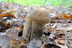 0_12b017_f7e27d61_M.jpg